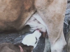 vlcsnap-2021-05-23-19h05m56s136.png